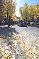 幸せの黄秋色に染まる