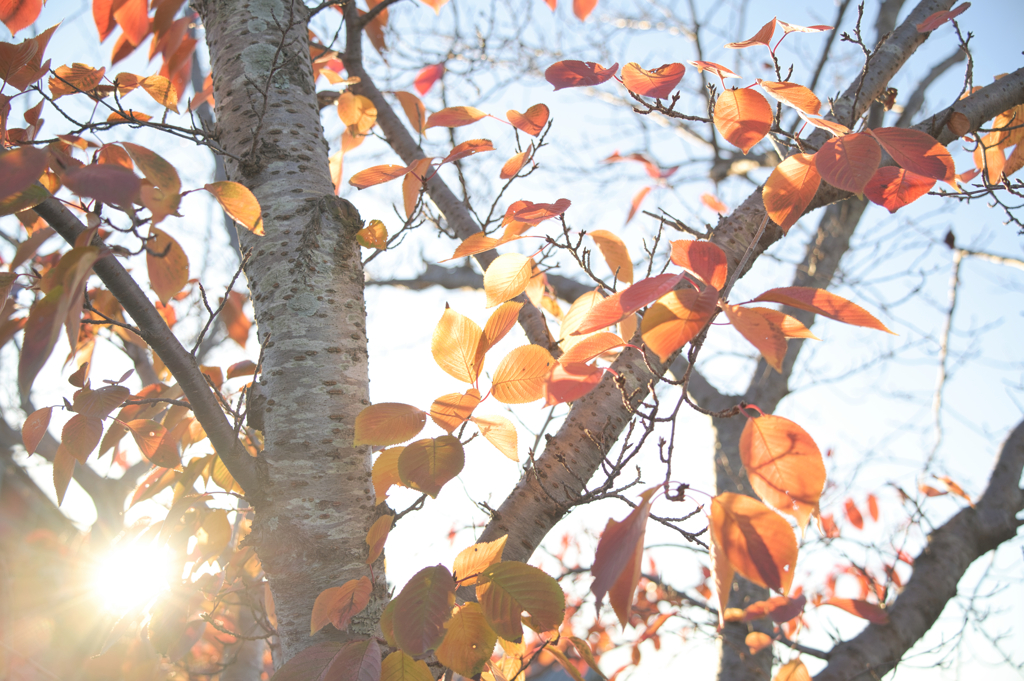 秋色に染まりゆく日々の木々
