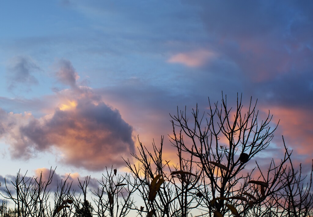 ♪枯れ葉散る夕暮れは♪