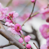 蕾のころは、儚くて