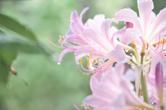 雨は嫌いじゃないの、潤うの♫