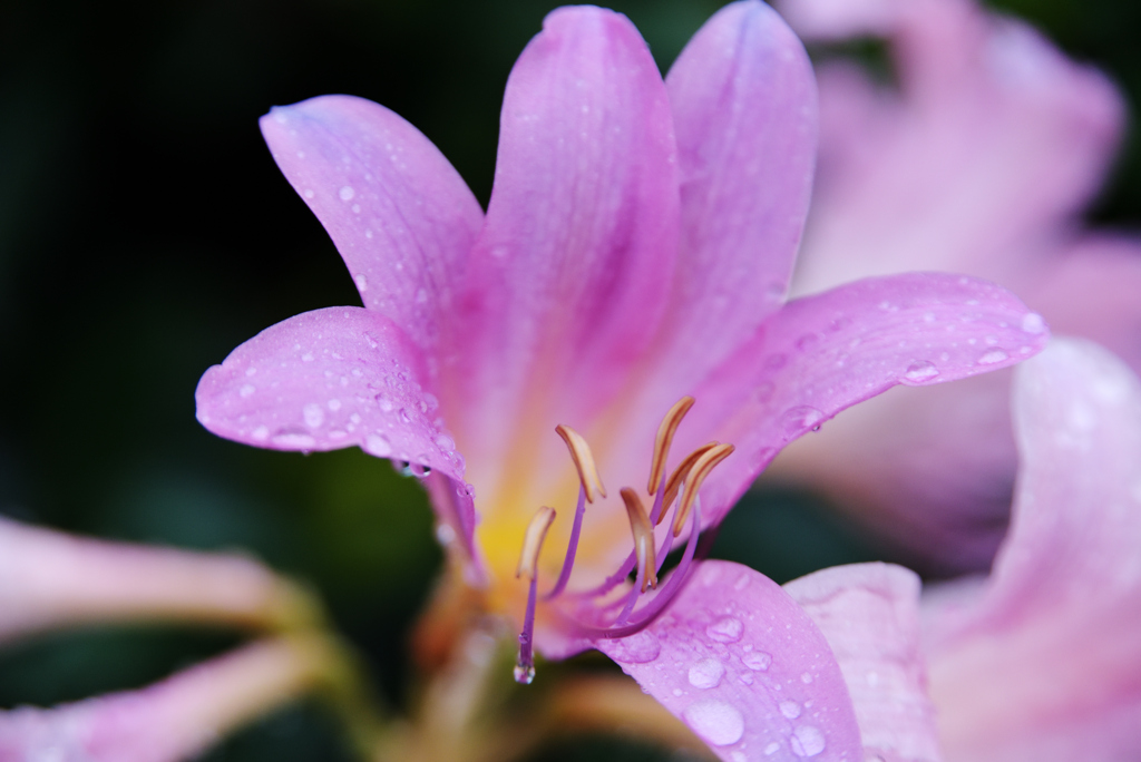 雨は嫌いじゃないけど、潤うの
