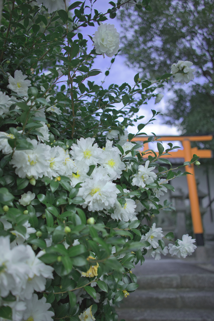 春まだ遠い新春