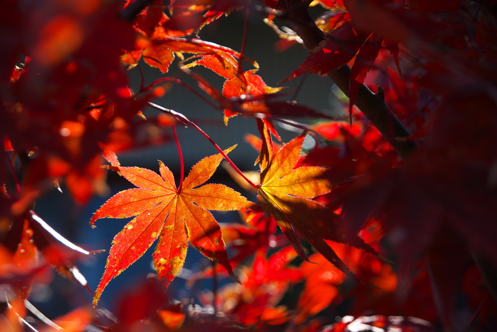 紅に”指す