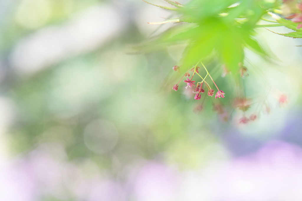 小さな春