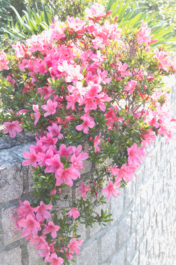 初夏を楽しむ彩る光