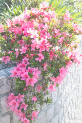 初夏を楽しむ彩る光