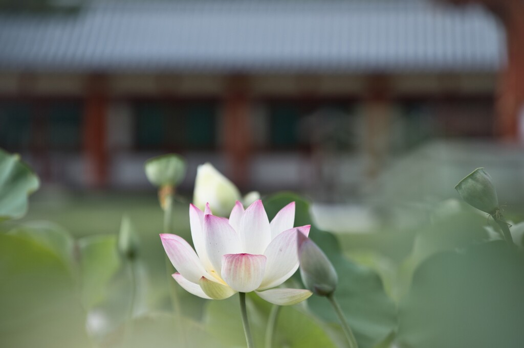 お盆に寄り添う花