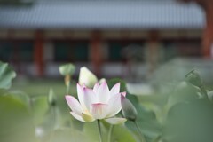 お盆に寄り添う花