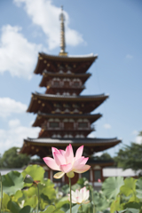 蓮は寺に似合う