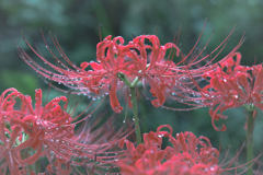 雨によろこぶ、曼珠沙華 雨によろこぶ、曼珠沙華