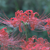 雨によろこぶ、曼珠沙華