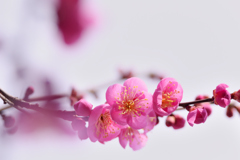 春来兆
