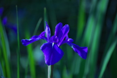 時期の送り物、菖蒲？