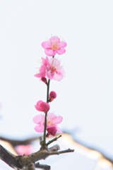 いつまでも、見つめていたい君