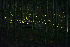 幻想的な灯りに魅せられた宵