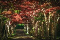 初夏の紅葉トンネル