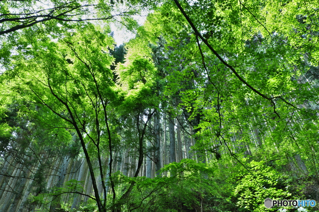 新緑の森