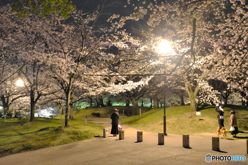 夜桜