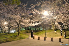 夜桜