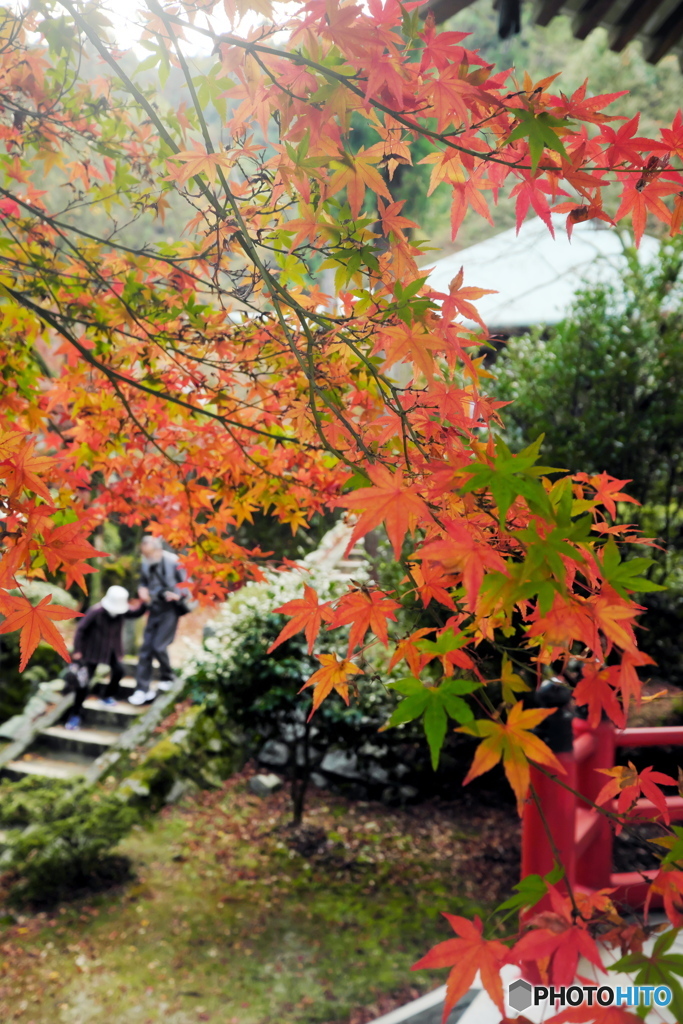 紅葉狩り