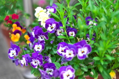 庭先の花達