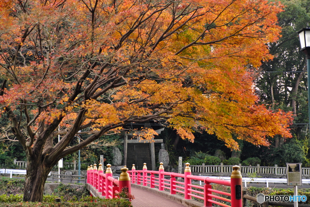 紅葉