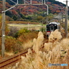 紅葉を駆け抜ける