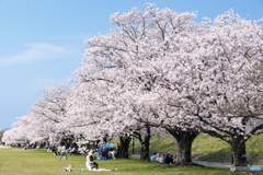 満開の桜