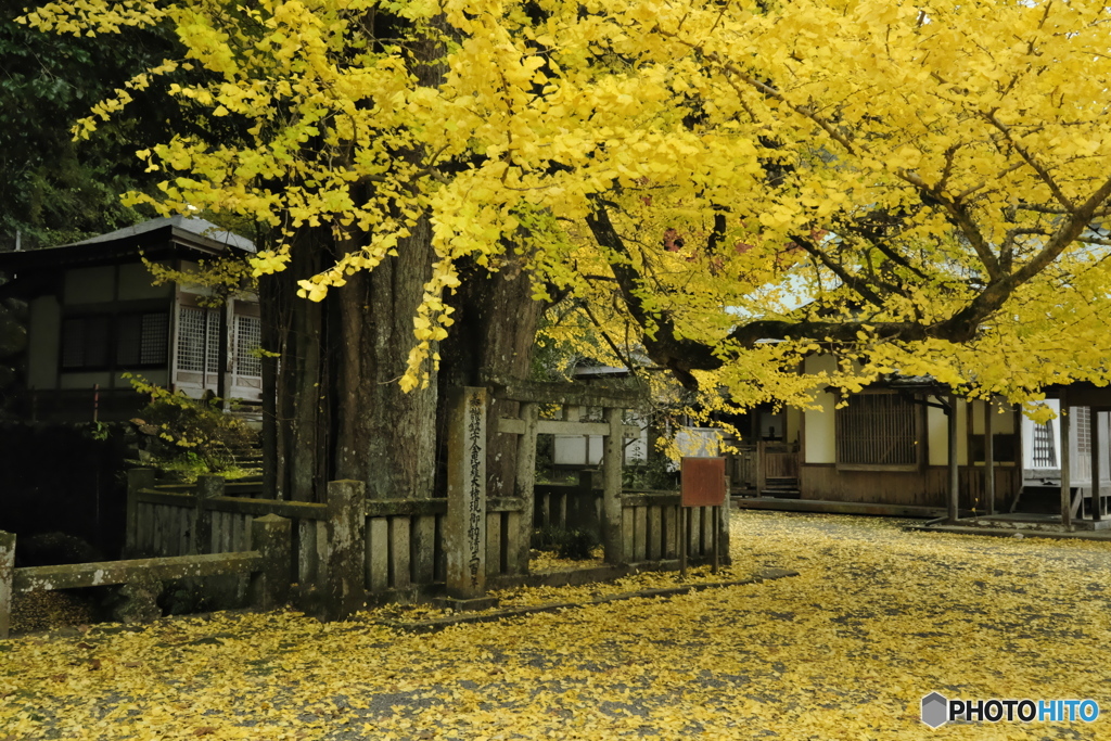 瑞応寺の大銀杏