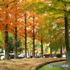 紅葉の並木