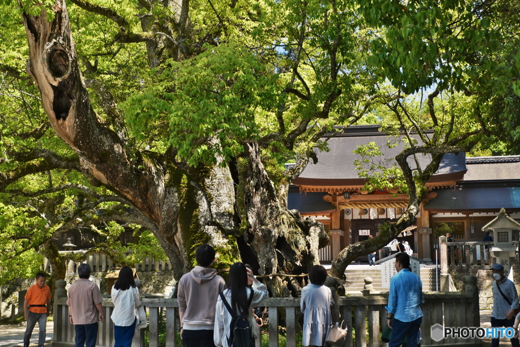 大山祇神社の大楠　樹齢２６００年