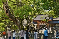 大山祇神社の大楠　樹齢２６００年