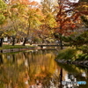岡山県総合グランドの紅葉