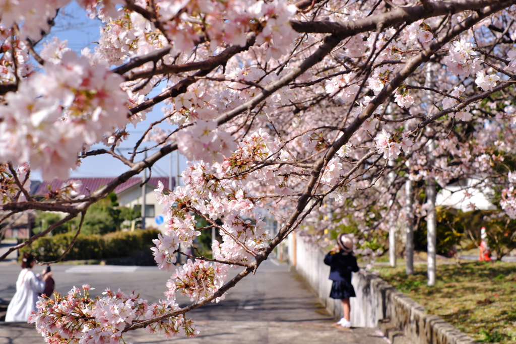 明正寺桜