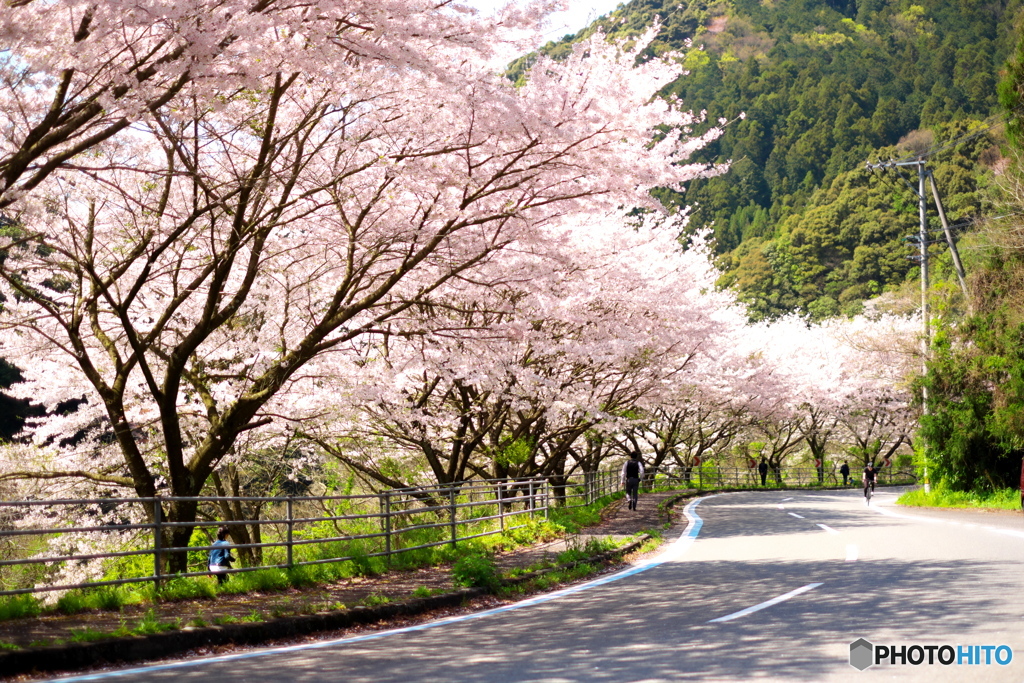 桜並木
