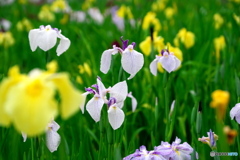 花菖蒲