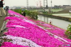 芝桜