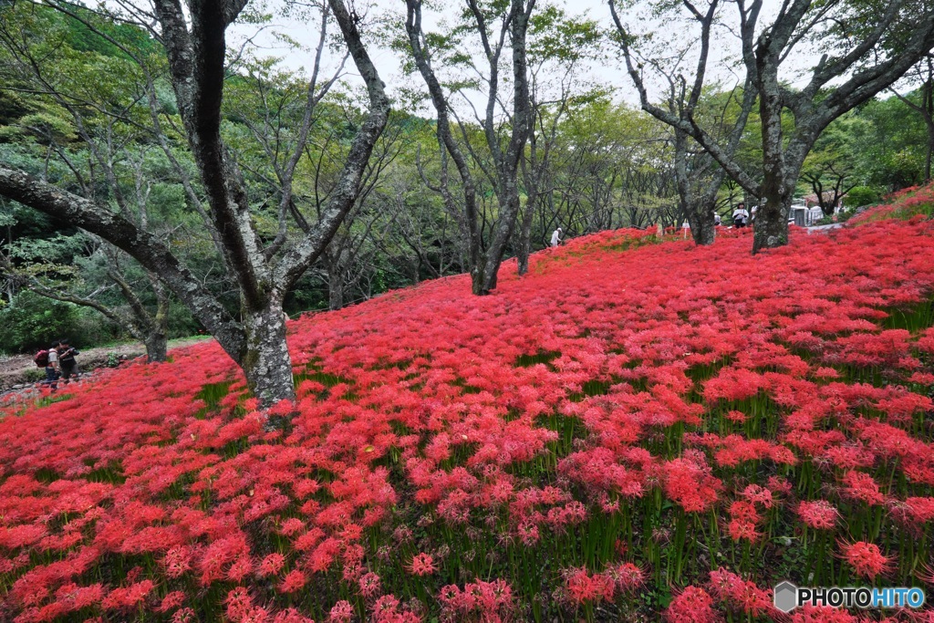 彼岸花の群生