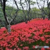 彼岸花の群生