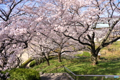 桜の丘