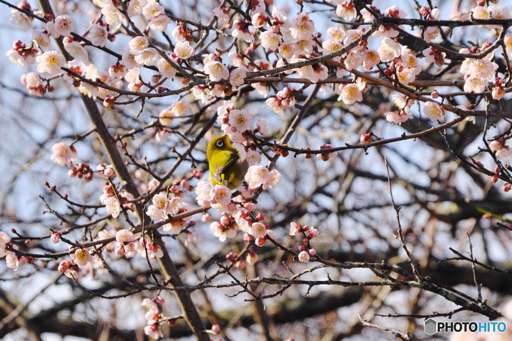 春だ