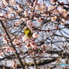 春だ