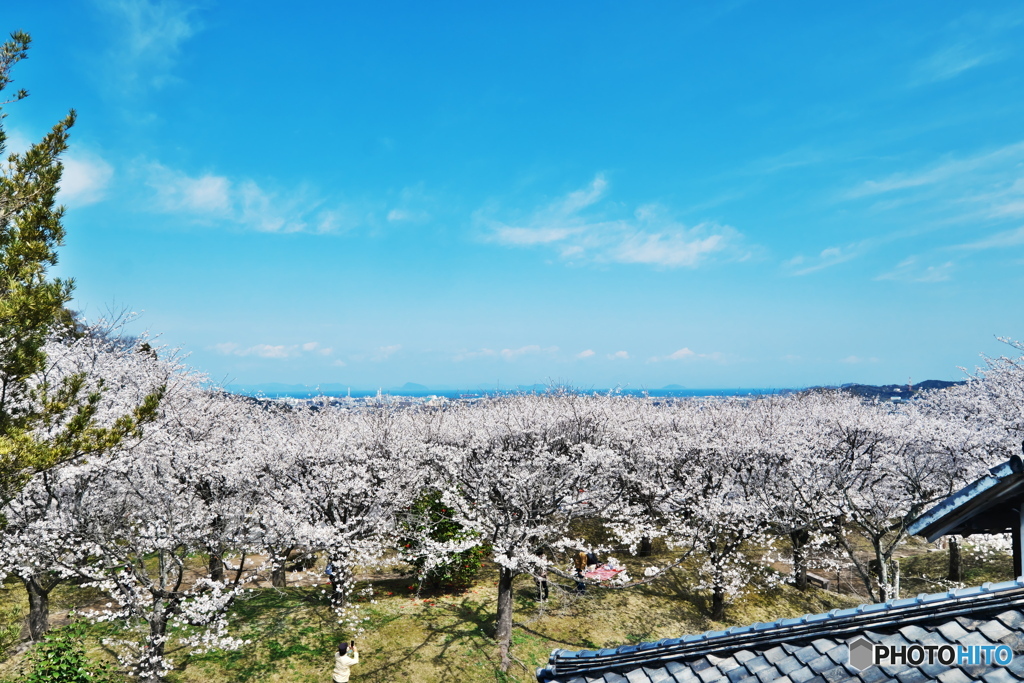 青空と満開の桜