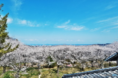 青空と満開の桜