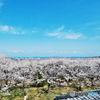 青空と満開の桜