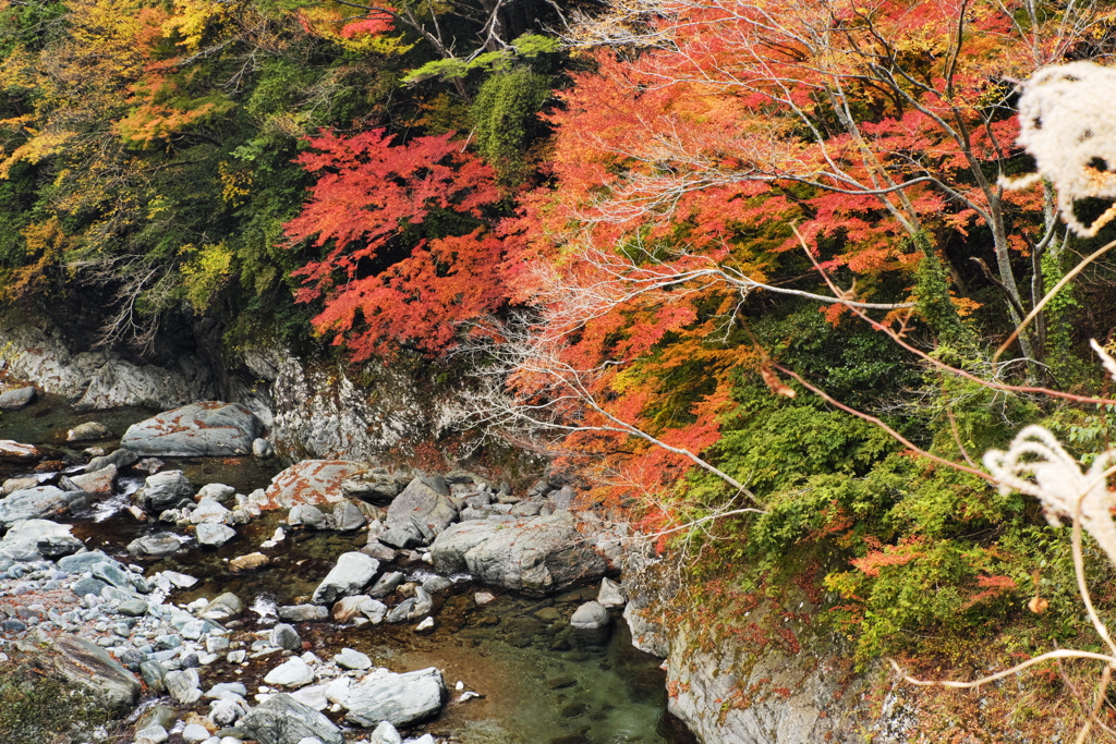 紅葉