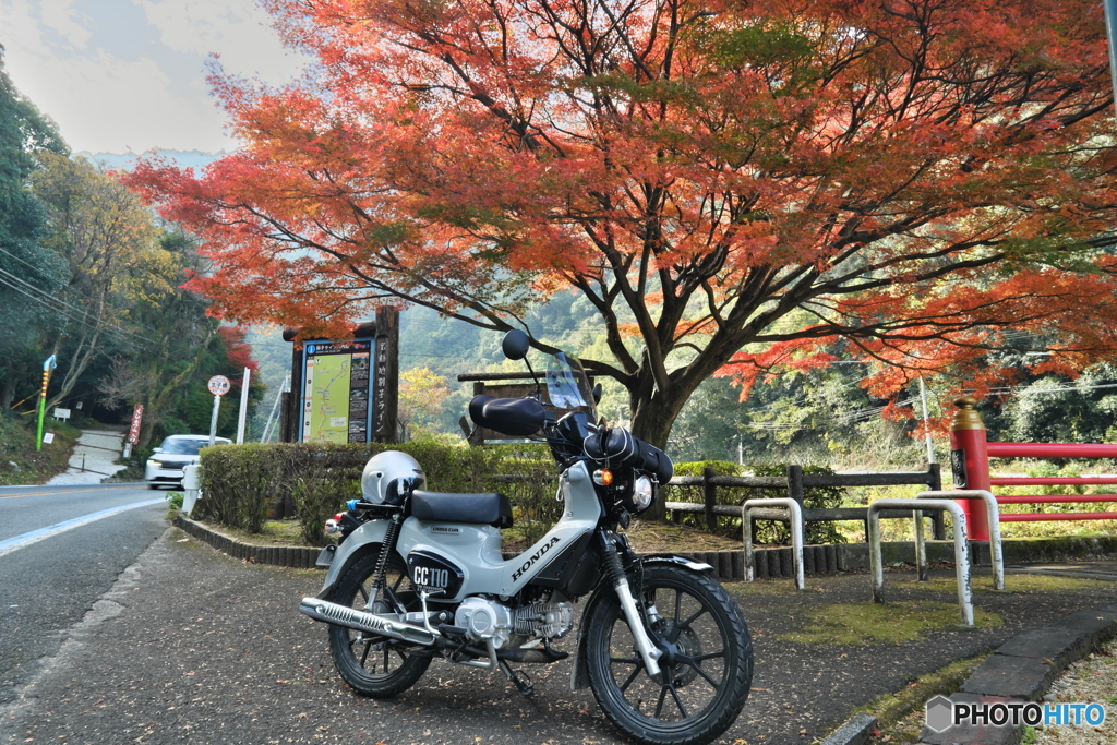 紅葉とクロスカブ