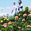 薔薇色