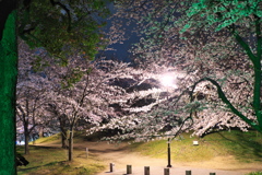 サクラ